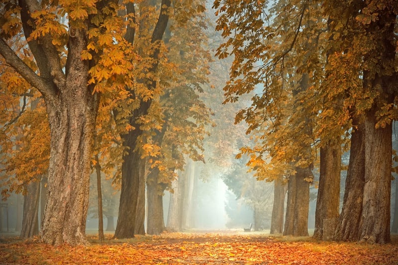Fairytale Forest
